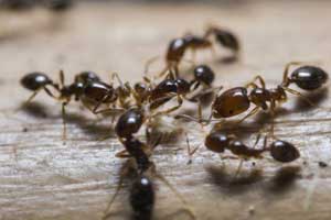 control de insectos